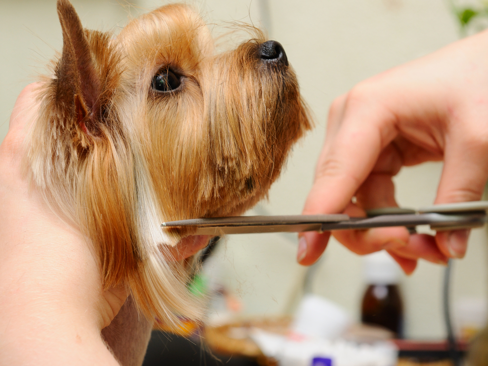 D'tails Dog Grooming (& Cats Too!)