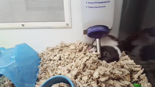 Pet Supply Store «Petco Animal Supplies», reviews and photos, 1970 S Robert St, West St Paul, MN 55118, USA