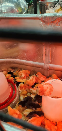 Home Improvement Store «Tractor Supply Co.», reviews and photos, 207 Swansea Mall Dr #15, Swansea, MA 02777, USA