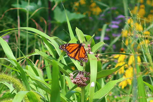 Museum «Peggy Notebaert Nature Museum», reviews and photos, 2430 N Cannon Dr, Chicago, IL 60614, USA
