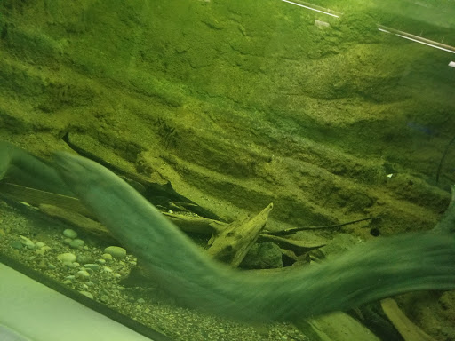 Zoo «Belle Isle Nature Center», reviews and photos, 176 Lakeside Dr, Detroit, MI 48207, USA