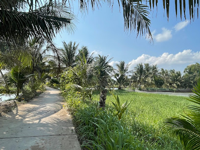 Vườn dừa Bé Thảo
