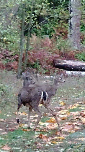 Nudist Park «Lake Bronson Club Family Nudist Park», reviews and photos, 33033 Cottontail Road, Sultan, WA 98294, USA