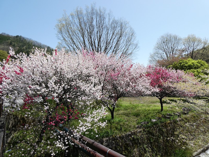 花桃集中場所