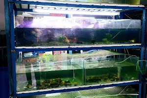 Sha Aquarium image