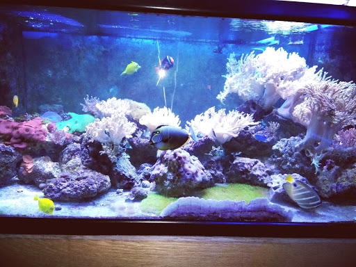 Fish Store «The Reef Room LLC», reviews and photos, 1a Lyliston Ln, Newport News, VA 23601, USA