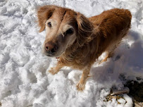Denver Wag Walkers - Photo 6 - Car repair in , Highlands Ranch
