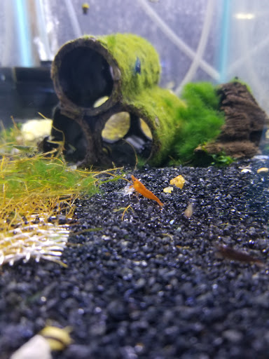 Pet Store «Sierra Fish and Pets», reviews and photos, 601 S Grady Way Suite M, Renton, WA 98057, USA