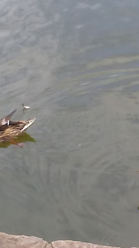 Museum «Discovery Place Nature», reviews and photos, 1658 Sterling Rd, Charlotte, NC 28209, USA