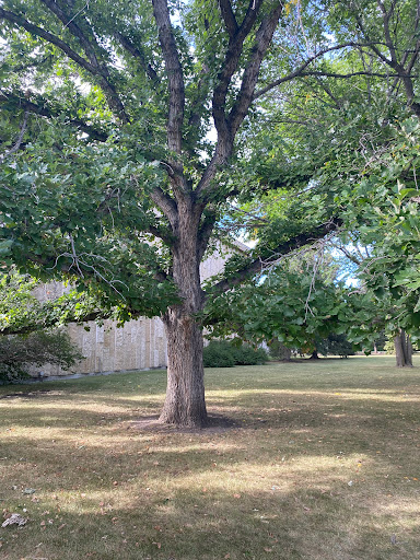 Historic Stark Oak Tree