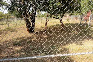 Impala Park Lions' Cage image