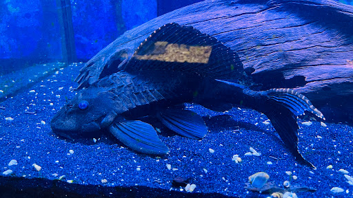 Tropical Fish Store «Wet Pets», reviews and photos, 520 Hartford Turnpike # X, Vernon, CT 06066, USA