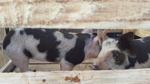 Home Improvement Store «Tractor Supply Co.», reviews and photos, 912 S Park St, Carrollton, GA 30117, USA