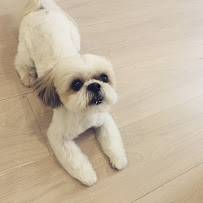 The Pet Maven: house call pet grooming and cat sitting - Photo 3 - Car repair in New York, NY, New York