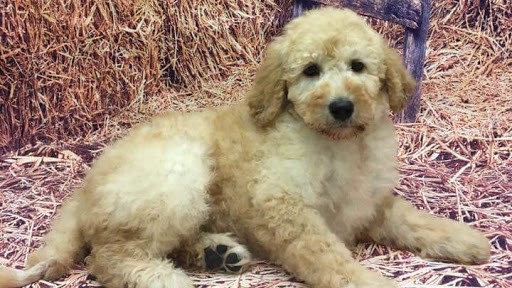 Pet Store «Happiness Is Pets», reviews and photos, 2936 Showplace Dr, Naperville, IL 60564, USA