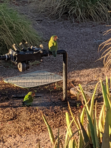 Park «Hudson Park», reviews and photos, 1430 S Cedar St, Tempe, AZ 85281, USA