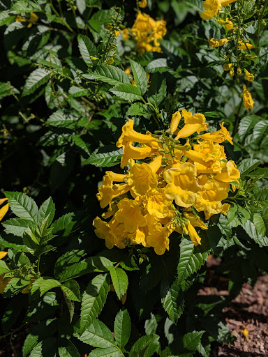 Park «Bicentennial Park», reviews and photos, 16705 N Nash St, Surprise, AZ 85378, USA