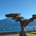 Photo n°15 de l'avis de Francesco.e fait le 06/01/2022 à 12:53 sur le  Ristorante Gemma à Limone sul Garda