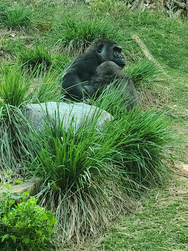 Zoo «Riverbanks Zoo and Garden», reviews and photos, 500 Wildlife Pkwy, Columbia, SC 29210, USA