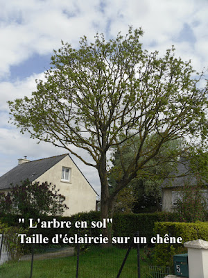 L'arbre en sol Arboriste grimpeur à La Roche-Jaudy