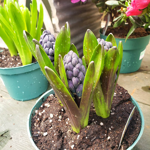 Plant Nursery «Goldner Walsh Garden and Home», reviews and photos, 559 Orchard Lake Rd, Pontiac, MI 48341, USA