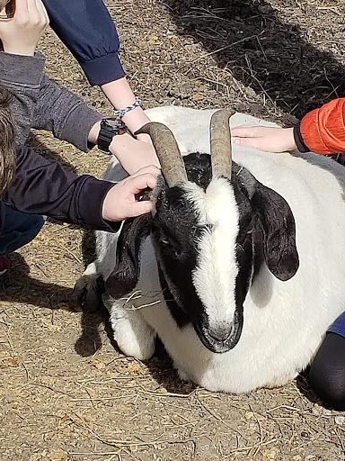 Wildlife Rescue Service «In-Sync Exotics», reviews and photos, 3430 Skyview Dr, Wylie, TX 75098, USA