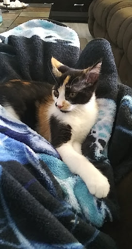 Pet Supply Store «PetSmart», reviews and photos, 2920 Little Rd, Trinity, FL 34655, USA