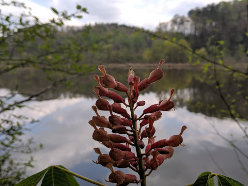 Hiking Area «Gold Branch Trail», reviews and photos, 6156 Lower Roswell Rd, Marietta, GA 30068, USA