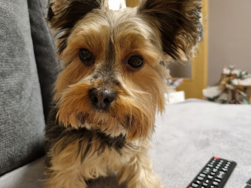 Beauty Dog Carmen Roloff