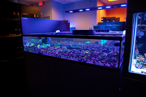 Beyond the Shore Aquatics