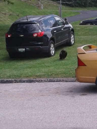 Car Repair and Maintenance «Midas», reviews and photos, 11925 New Halls Ferry Road, Florissant, MO 63033, USA