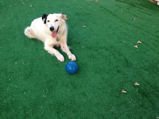 Pet Supply Store «Animal Kingdom of Santa Monica», reviews and photos, 300 Pico Blvd, Santa Monica, CA 90405, USA