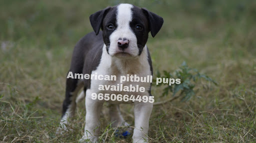 Singh bulls kennel ( dog for sale )