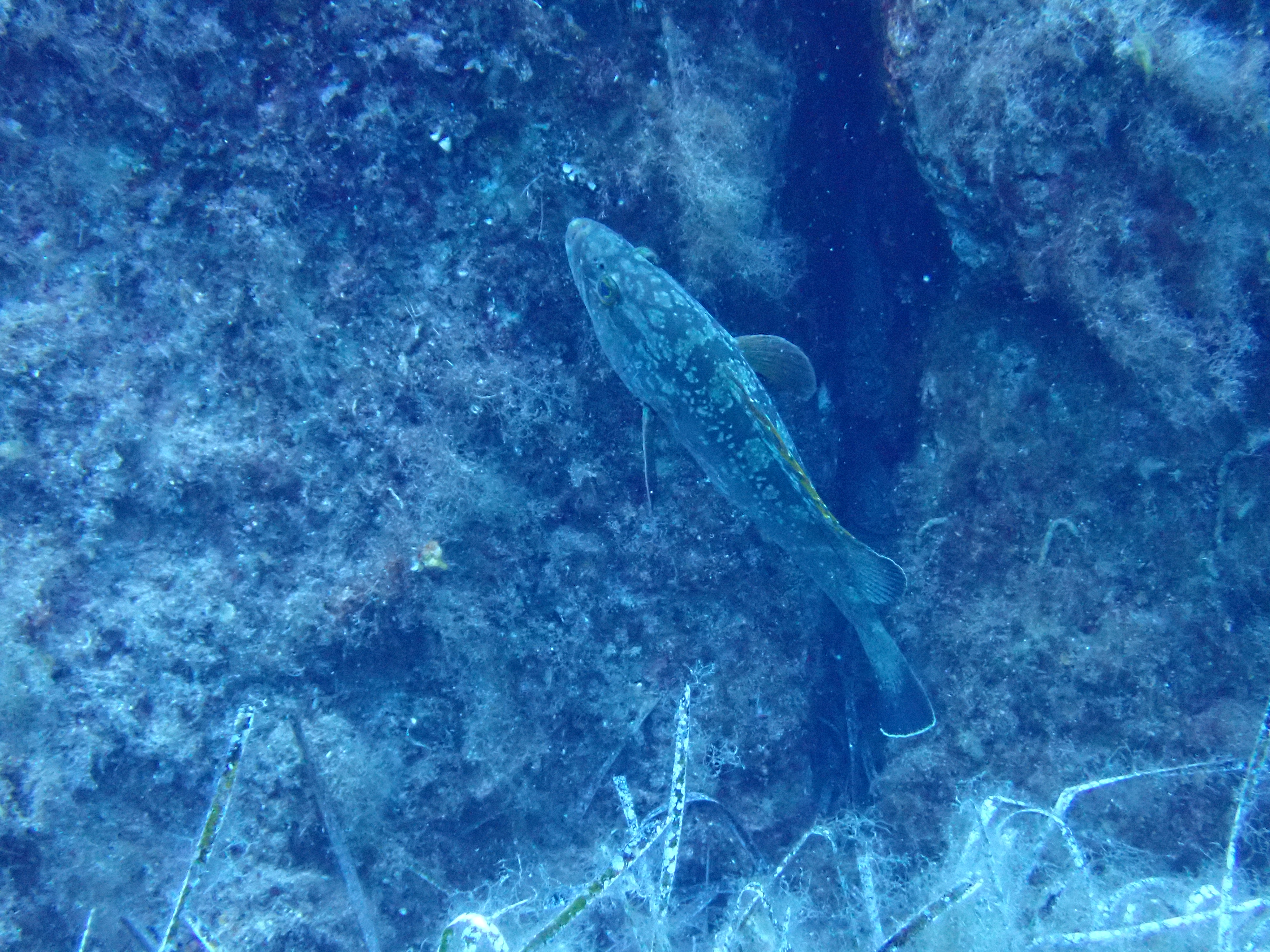 Photo n° 4 de l'avis de Murielle.E fait le 27/08/2021 à 10:24