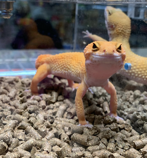 Pet Store «Pet Resources», reviews and photos, 814 Westchester Ave, Bronx, NY 10455, USA