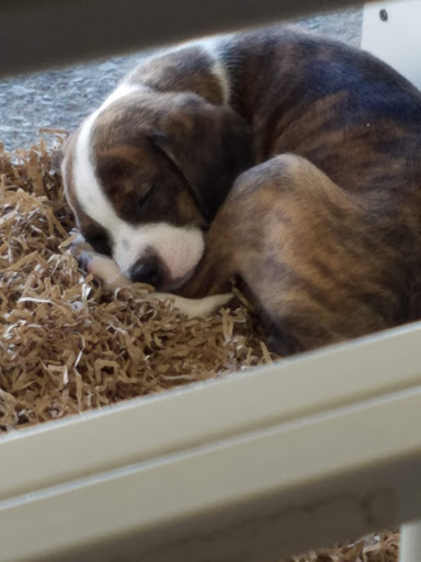 Pet Store «Kamms Plaza Pet & Supply», reviews and photos, 17454 Lorain Ave, Cleveland, OH 44111, USA