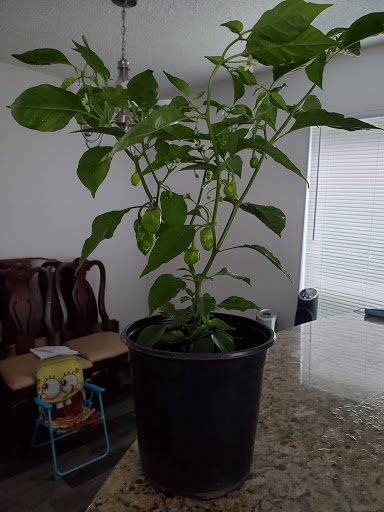 Flea Market «The Mission Market Open Air Market», reviews and photos, 207 W Chavaneaux Rd, San Antonio, TX 78221, USA