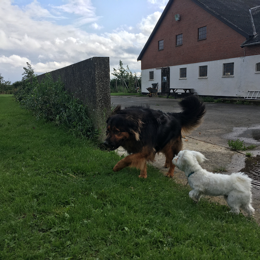WEINKOUFF HUNDEADFÆRD in Brønderslev, Brønderslev