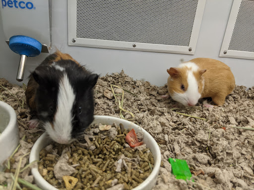 Pet Supply Store «Petco Animal Supplies», reviews and photos, 3452 W Chandler Blvd, Chandler, AZ 85226, USA