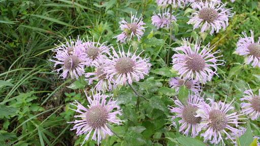 Park «Tanners Lake Park», reviews and photos, 400 Glenbrook Ave N, Oakdale, MN 55128, USA