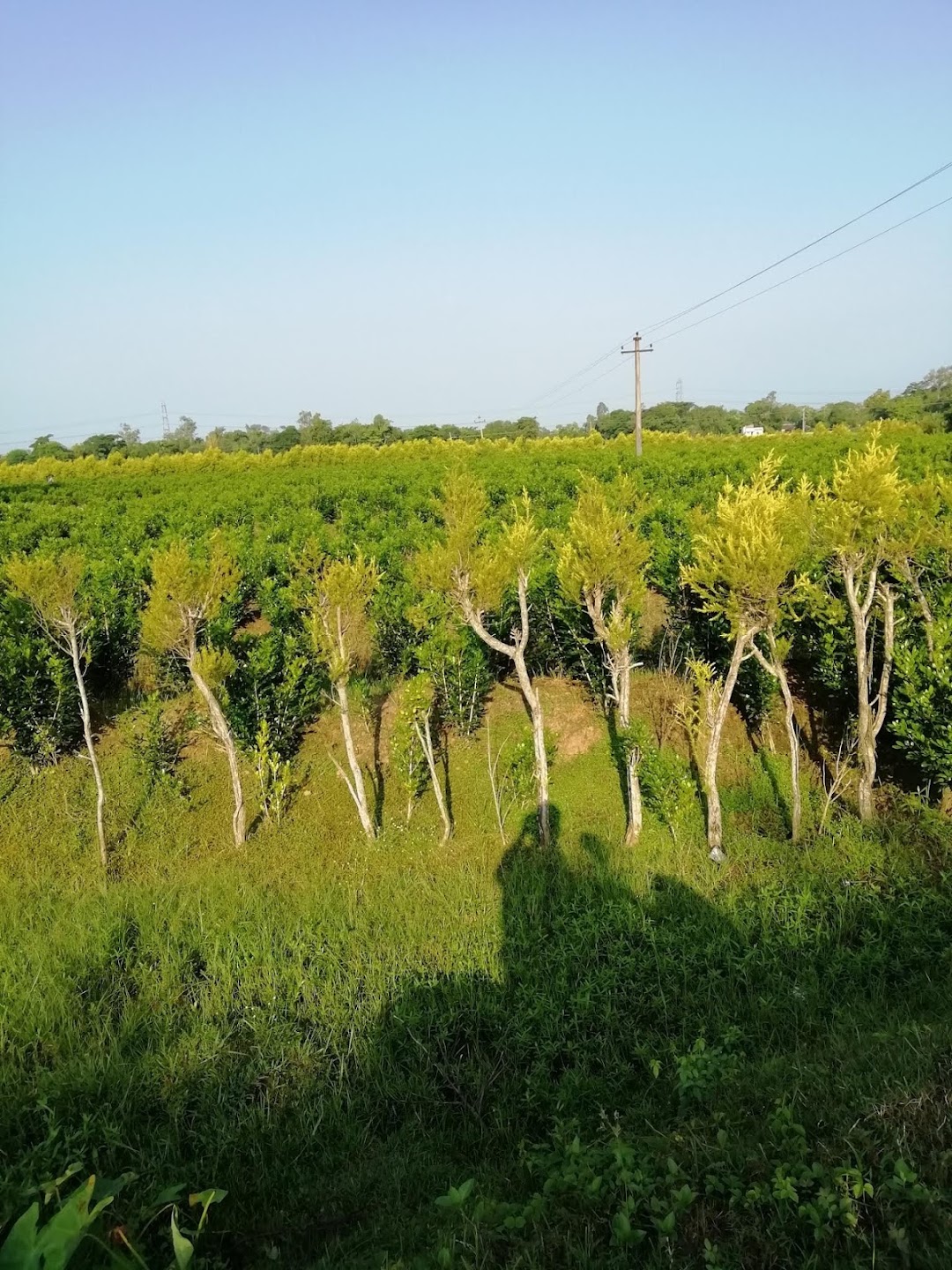 দেহরুপ শিশু মনিদর