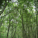 Photo n° 2 de l'avis de Wolfram.i fait le 07/11/2022 à 13:00 pour Les Gorges d'Apremont à Fontainebleau