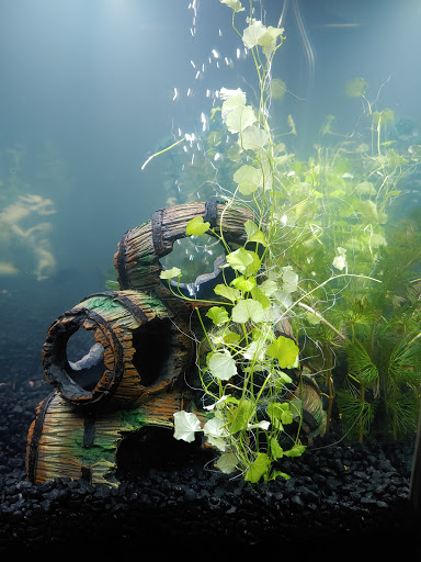 Aquarium «Skoolz of Fish», reviews and photos, 1503 Chamberlayne Ave, Richmond, VA 23222, USA