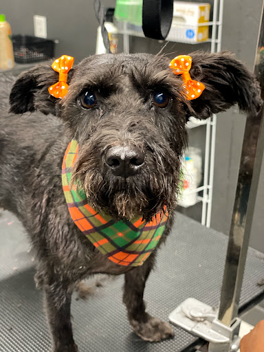 Pet Supply Store «Big Tex Feed & Pet Supply», reviews and photos, 7102 Cullen Blvd, Houston, TX 77021, USA