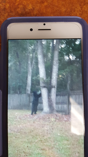 Bowling Alley «AMF Skyline Lanes», reviews and photos, 4120 Government Blvd, Mobile, AL 36693, USA