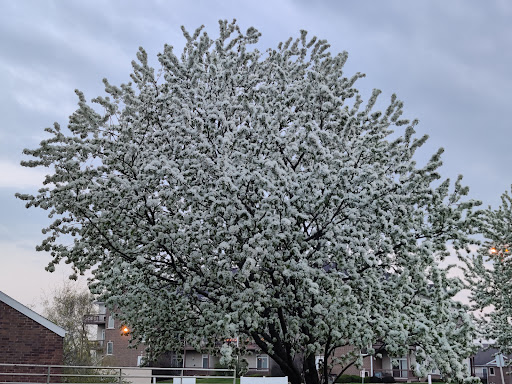Conference Hotel «Radisson Hotel & Conference Center Coralville - Iowa City», reviews and photos, 1220 1st Ave, Coralville, IA 52241, USA