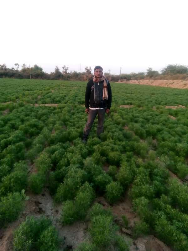 પટેલ હેમાભાઇ રૂપસીભાઇ સિયોડનું ફાર્મ