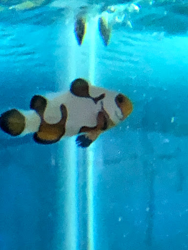 Pet Store «Colchester pet Shop LLC», reviews and photos, 111 Loomis Rd #2a, Colchester, CT 06415, USA