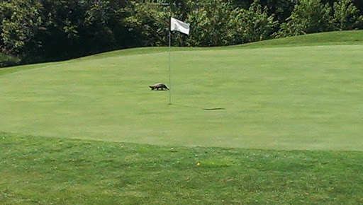 Golf Course «Wolves Crossing Golf Course», reviews and photos, 23745 N Centennial Rd, Jerseyville, IL 62052, USA