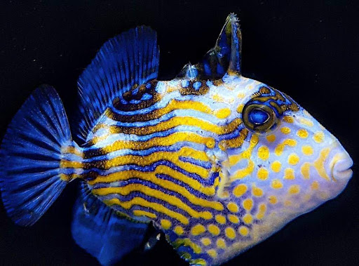 Pet Supply Store «Exotic Aquatic», reviews and photos, 275 E Oakland Park Blvd, Fort Lauderdale, FL 33334, USA